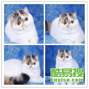 哪种猫是纯血统 ee511f6b4ea196aba543895187de98b8.jpg