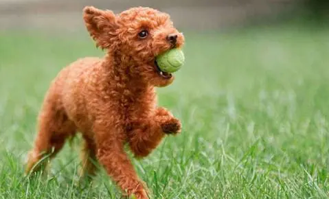 「養(yǎng)寵經(jīng)驗分享」狗鈣片吃到多大，狗狗鈣片一天喂幾粒