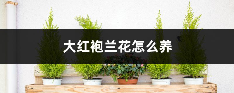 大紅袍蘭花怎么養(yǎng)