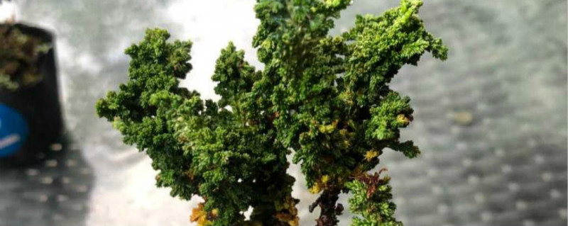 石化檜怎么養(yǎng)