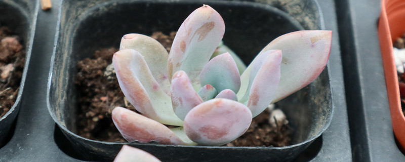 奧普琳娜怎么長側(cè)芽，容易長側(cè)芽嗎