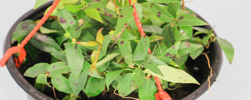 法國(guó)香水盆栽花有毒嗎，在家中怎么養(yǎng)