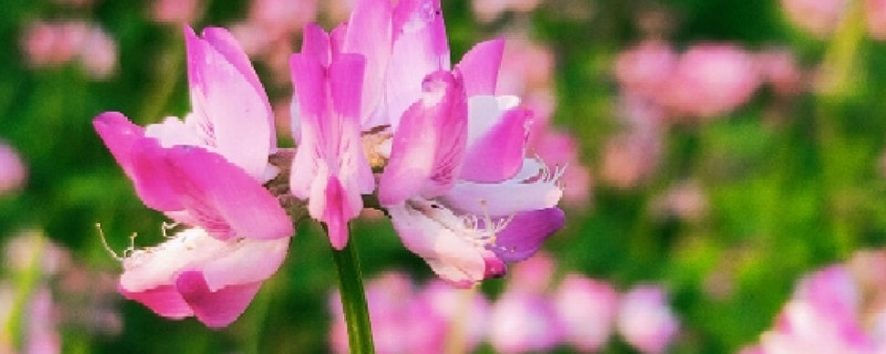 紫云英怎么種，什么時(shí)候種