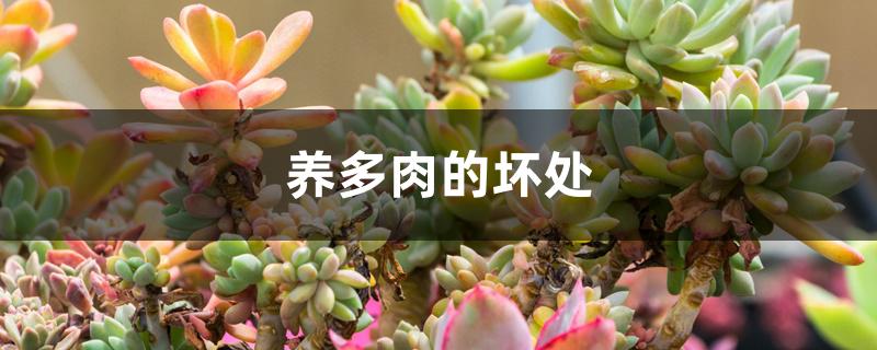 養(yǎng)多肉的壞處