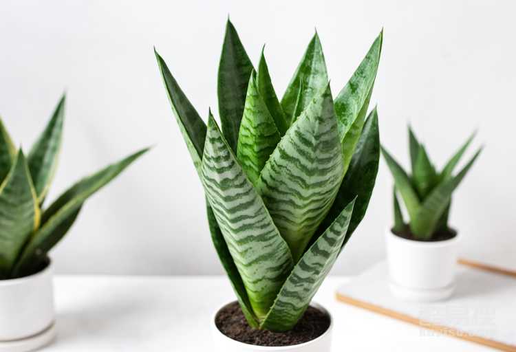 虎皮蘭的栽培方法和技術(shù)有哪些？