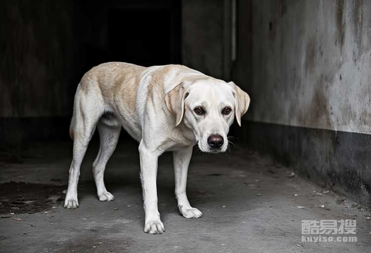 狗狗為什么缺少安全感 狗狗缺少安全感的原因