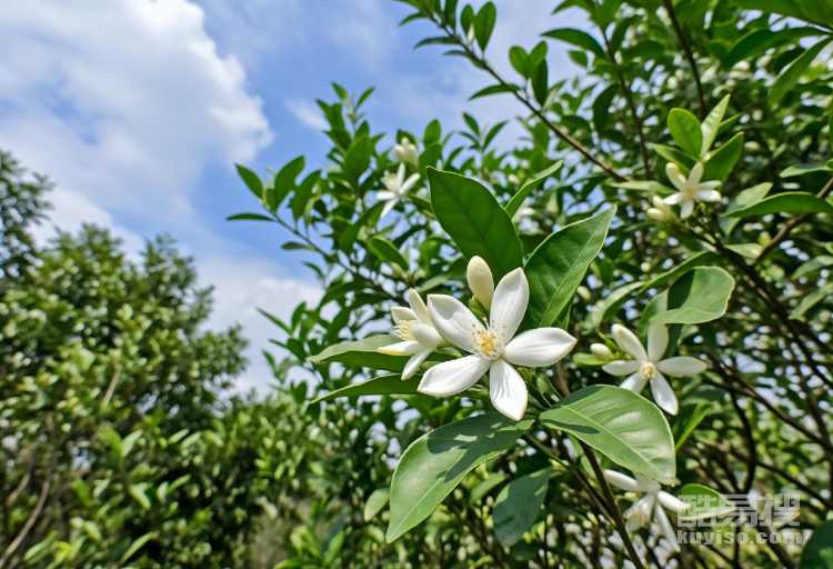 柑橘花的花語 柑橘花的花語和寓意