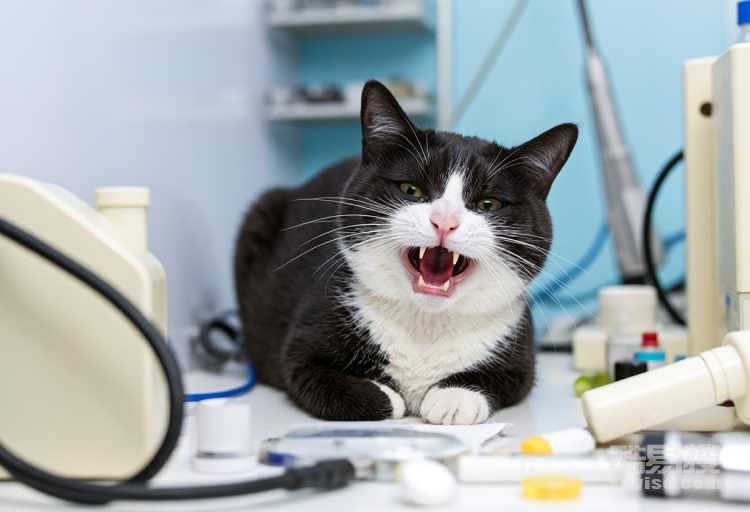 貓咪叫不出聲怎么回事 貓咪叫不出聲的原因及治療 *