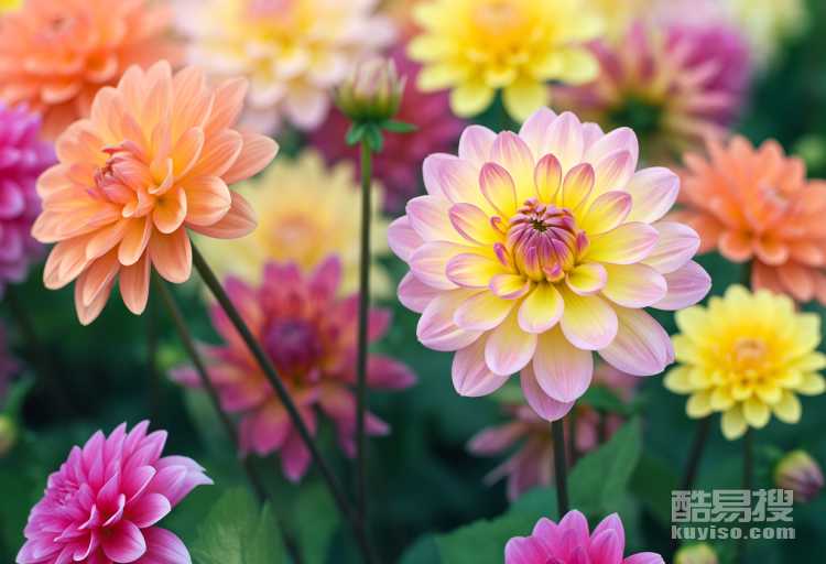 花卉治愈：在生活的繁忙中找回內(nèi)心的寧靜